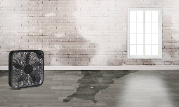 Best Water damage restoration near me  in Excelsior, MN